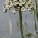 Imagem de Daucus carota subsp. hispanicus (Gouan) Thell.