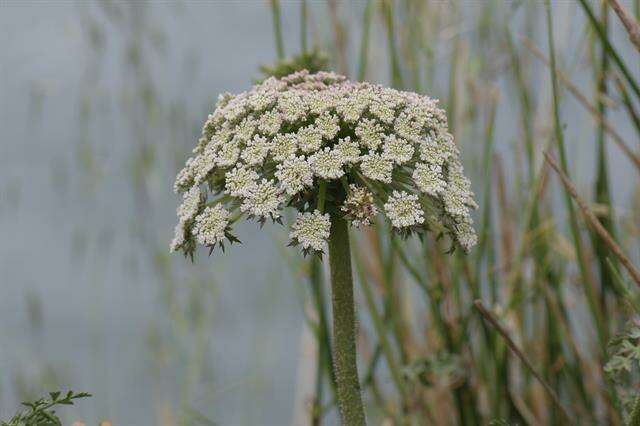 Imagem de Daucus carota subsp. hispanicus (Gouan) Thell.