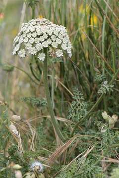 Image of Daucus carota subsp. hispanicus (Gouan) Thell.