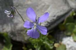 Image of violet