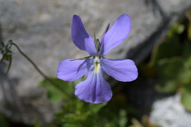 Image of violet