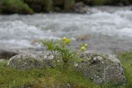 Image of Hellebore