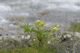 Image of Hellebore