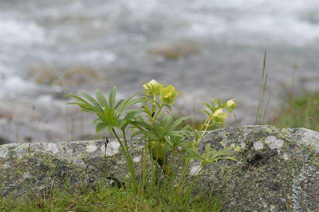 Image of Hellebore