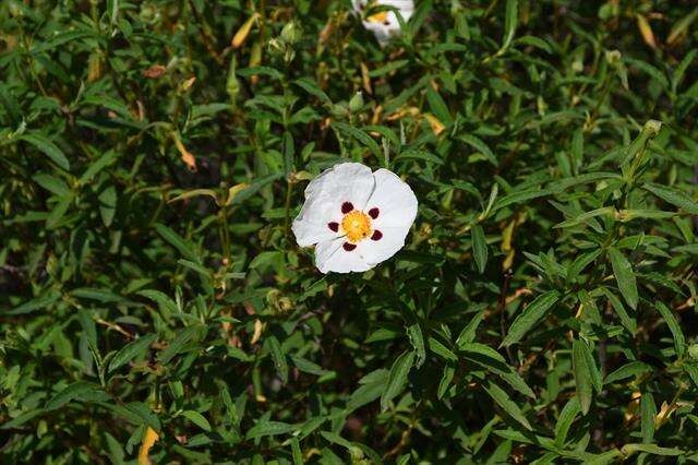 Image of Rockrose