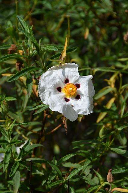 Image of Rockrose