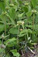 Image of Jerusalem Sage