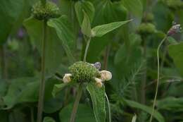 Слика од Phlomis