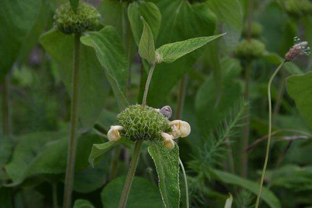 Image of Jerusalem Sage