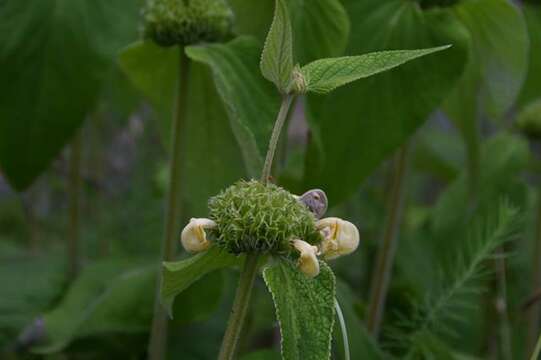 Image of Jerusalem Sage