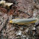 Image of scarce footman