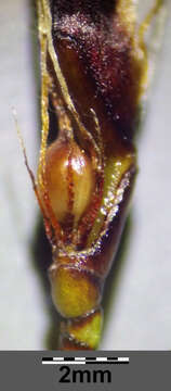 Imagem de Schoenus ferrugineus L.