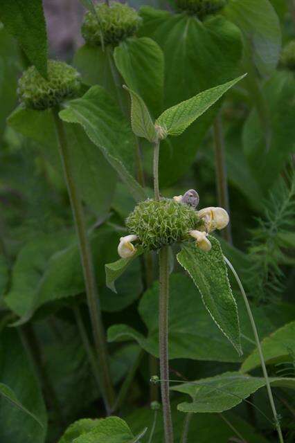 Слика од Phlomis