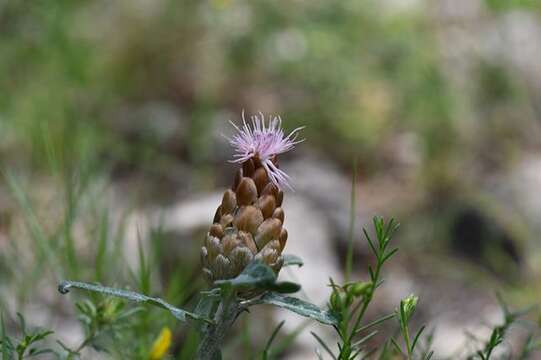 Plancia ëd Rhaponticum