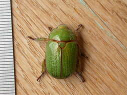 Image of Granny Smith Beetle