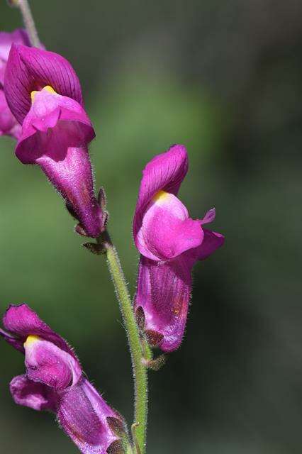 Image of Snap Dragons