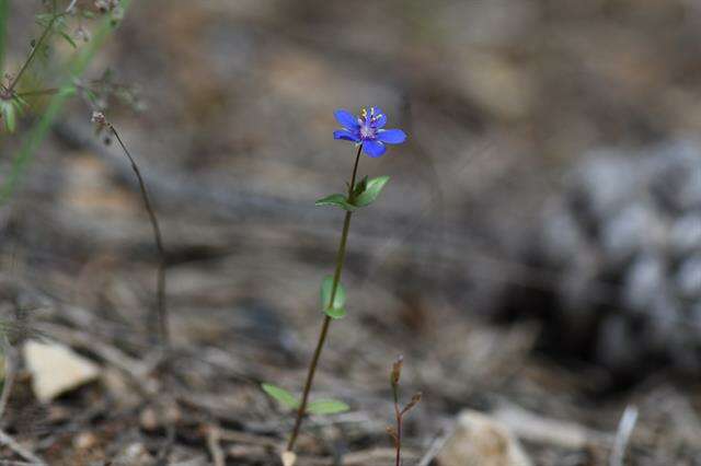 Imagem de Lysimachia foemina (Mill.) U. Manns & Anderb.