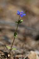 Imagem de Lysimachia foemina (Mill.) U. Manns & Anderb.