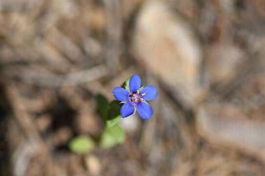 Imagem de Lysimachia foemina (Mill.) U. Manns & Anderb.