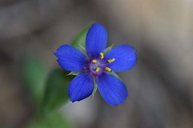 Imagem de Lysimachia foemina (Mill.) U. Manns & Anderb.