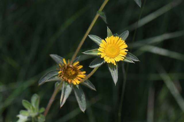 Image of estrella de mar