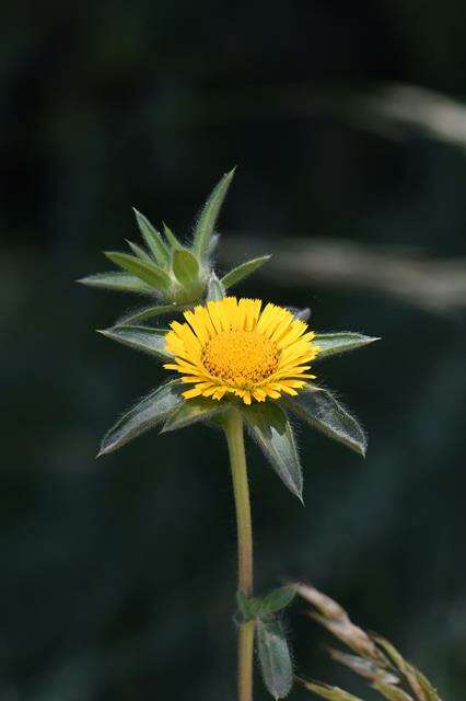 Image of estrella de mar