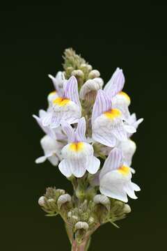 Image of pale toadflax