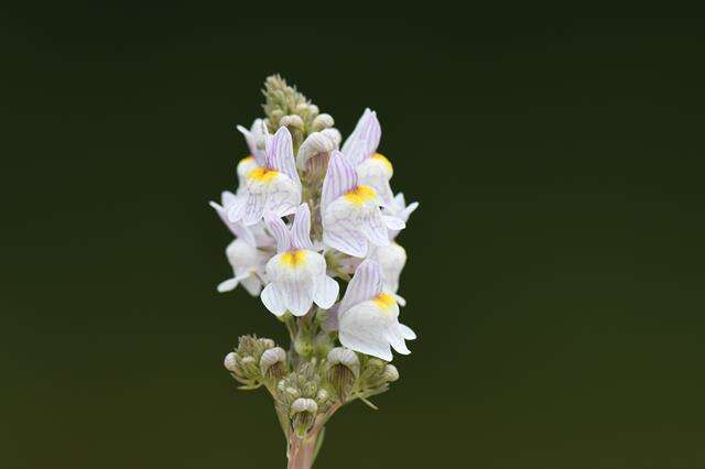 Image of pale toadflax