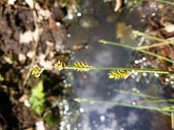 Image of Gray Bog Sedge