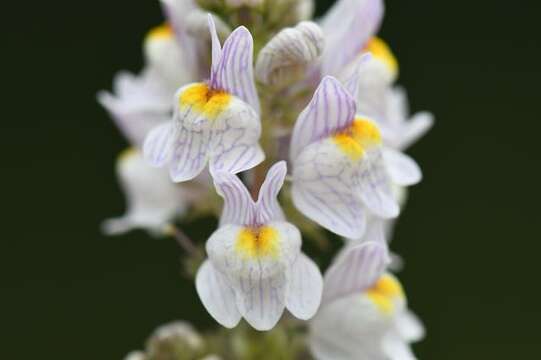 Image of pale toadflax