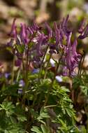 Plancia ëd Corydalis