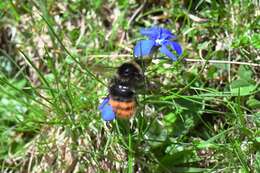 Image of Bombus pyrenaeus Pérez 1879