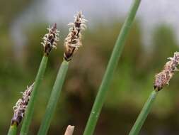 Image of Eleocharis palustris subsp. waltersii