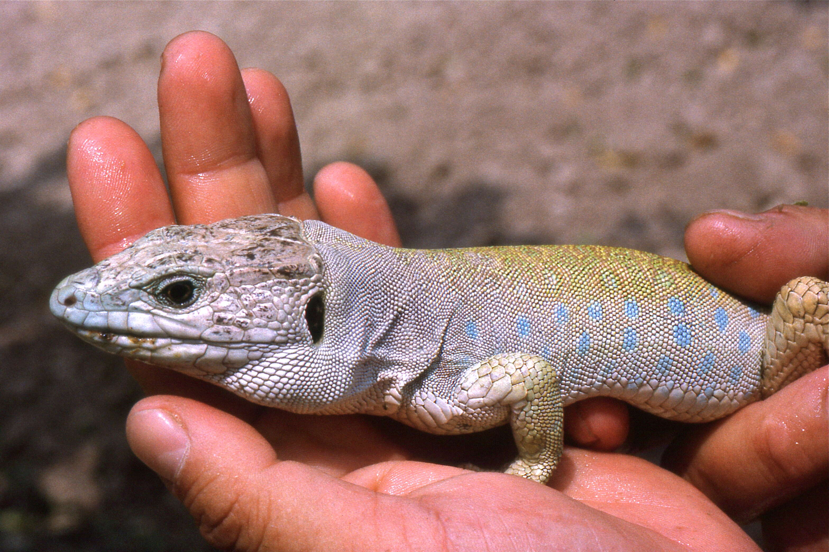 Image de Timon lepidus nevadensis (Buchholz 1963)