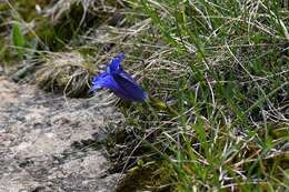 Image of gentian