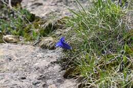 Image of gentian