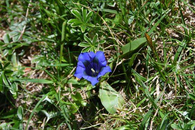 Image of gentian