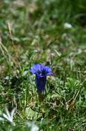 Image of gentian