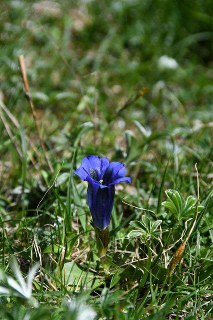 Image of gentian