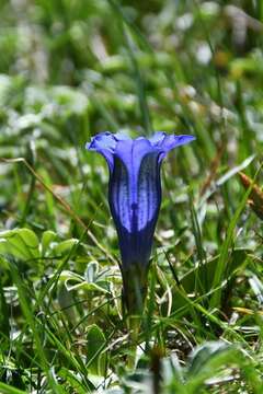 Image of gentian