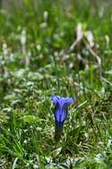 Image of gentian