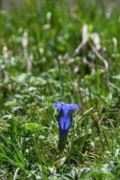 Image of gentian