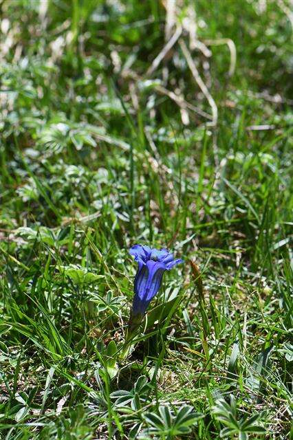 Image of gentian