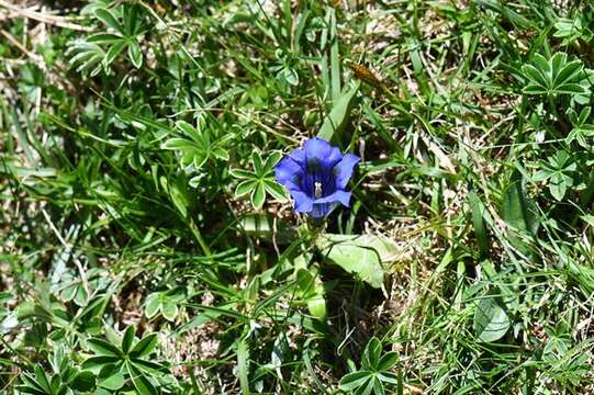 Image of gentian