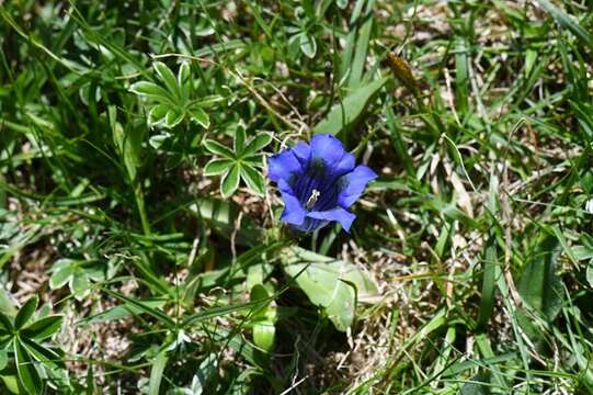 Image of gentian