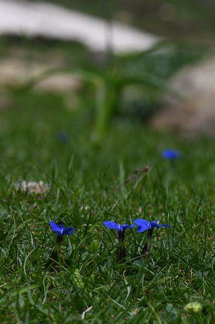 Image of gentian