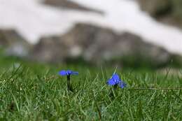 Image of gentian