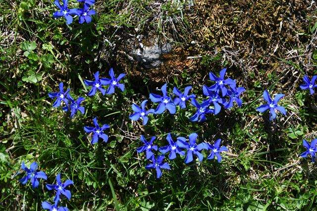 Image of gentian