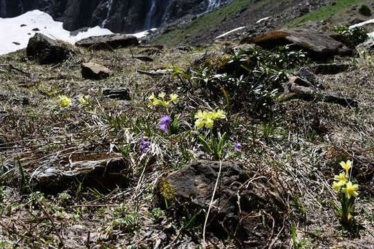 Image of cowslip