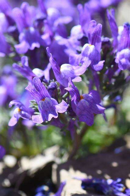 Image of Toadflax